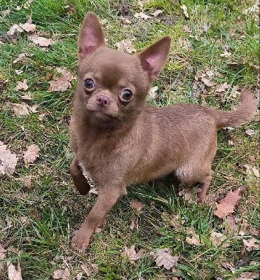 Étalon Chihuahua - Volovan (Sans Affixe)