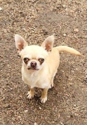 Étalon Chihuahua - Valdmir (Sans Affixe)