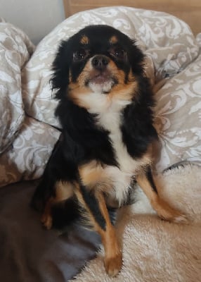 Étalon Chihuahua - Uta Des Blancs Moutons