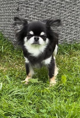 Étalon Chihuahua - R dakota des légendes d’athena