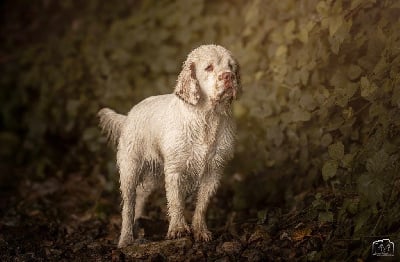 Étalon Clumber Spaniel - Mind Bossea's Violet parr