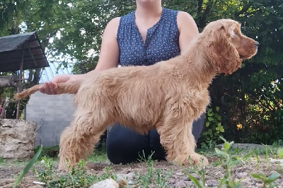 Étalon Cocker Spaniel Anglais - All for love Of Boreal River