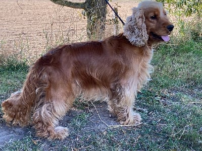 Étalon Cocker Spaniel Anglais - Up De la Plume Du Pévéle.
