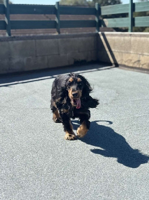 Étalon Cocker Spaniel Anglais - Valentina belleroc Du Domaine De La Pruneraie