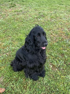 Étalon Cocker Spaniel Anglais - Veronika belleroc Du Domaine De La Pruneraie