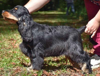 Étalon Cocker Spaniel Anglais - Aslan Du Domaine Des Rêves Bleus