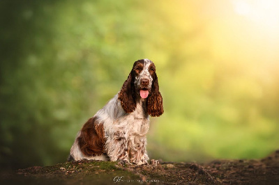 Étalon Cocker Spaniel Anglais - Vali du domaine d'Ushuaia
