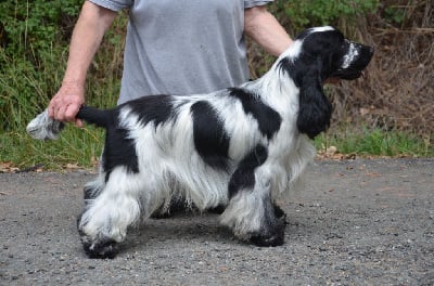Étalon Cocker Spaniel Anglais - haradwater rags to richs