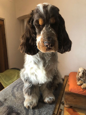 Étalon Cocker Spaniel Anglais - Veni vidi vici Du Clos De Jollieton