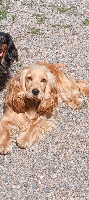 Étalon Cocker Spaniel Anglais - Violette Des Yeux D'Osiris