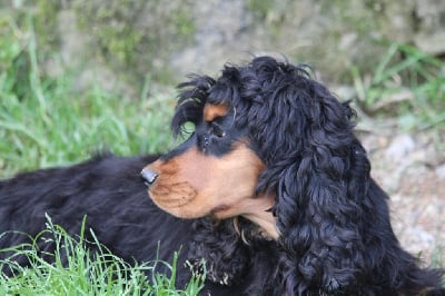 Étalon Cocker Spaniel Anglais - Ukimi Du Royaume D'Unik