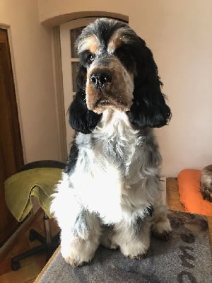 Étalon Cocker Spaniel Anglais - Valentino Du Clos De Jollieton