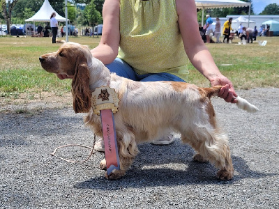 Étalon Cocker Spaniel Anglais - Valentine's day ar Sterenn Gwen