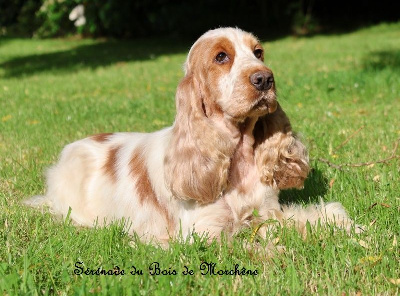 Étalon Cocker Spaniel Anglais - Serenade du bois de Morchène