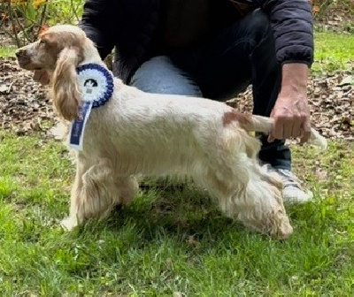 Étalon Cocker Spaniel Anglais - Vic Du Souvenir De Romy