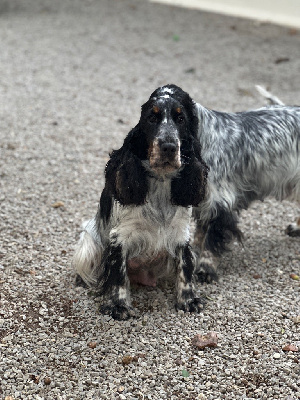 Étalon Cocker Spaniel Anglais - Violette du moulin de madjurie