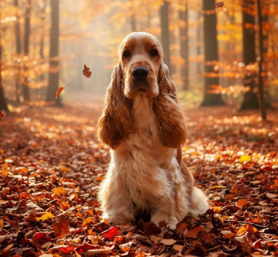 image de Star de rêve