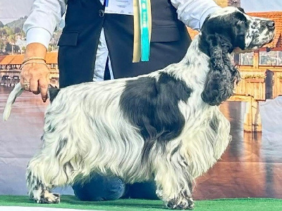 Étalon Cocker Spaniel Anglais - CH. la marmatida Los ombues