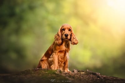 Étalon Cocker Spaniel Anglais - Verry happy De La Rose Anglaise