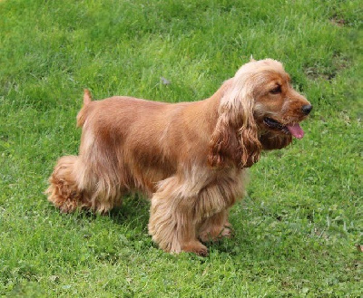Étalon Cocker Spaniel Anglais - Vanille (Sans Affixe)