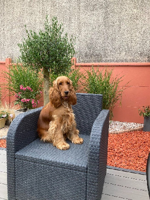 Étalon Cocker Spaniel Anglais - Ti-paula du clos Renaud