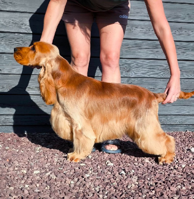 Étalon Cocker Spaniel Anglais - Vadim Of merrily
