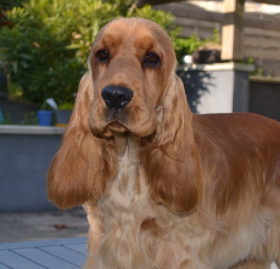 Étalon Cocker Spaniel Anglais - Vanina Of merrily