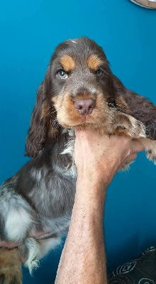Étalon Cocker Spaniel Anglais - Reglisse Du Domaine De Mafleurio