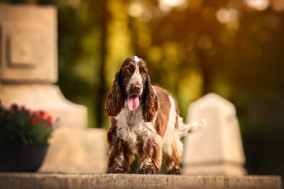 Étalon Cocker Spaniel Anglais - Violette du domaine d'Ushuaia