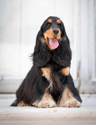 Étalon Cocker Spaniel Anglais - Tina turner Du Domaine Des Rêves Bleus