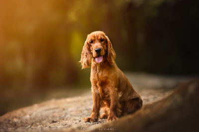 Étalon Cocker Spaniel Anglais - Valse de vienne (Sans Affixe)