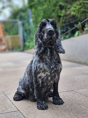Étalon Cocker Spaniel Anglais - Ollywood du domaine de sanctae crucis