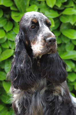 Étalon Cocker Spaniel Anglais - U'mirka of Never Say Goodbye