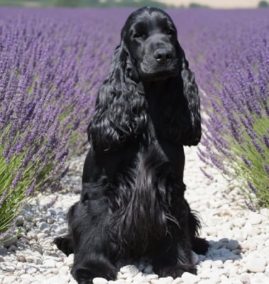Étalon Cocker Spaniel Anglais - CH. Victoria secret Of merrily
