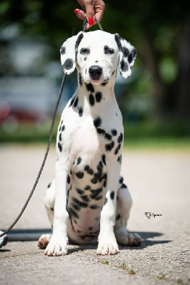 Étalon Dalmatien - mediolanum Gucci