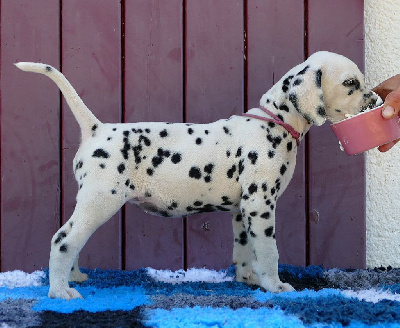 Étalon Dalmatien - Indy's Dream Are so precious