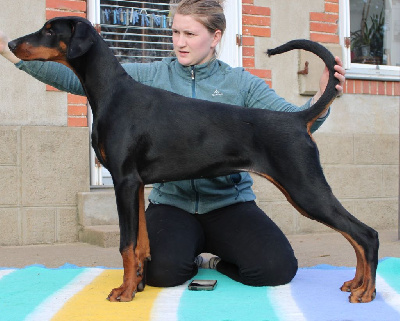 Étalon Dobermann - Vahiana Des Anges Du Mont D'or