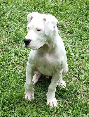 Étalon Dogo Argentino - Astro del Sueno Latino