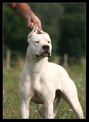 Étalon Dogo Argentino - Victoria blanca du Royaume de l'Espina