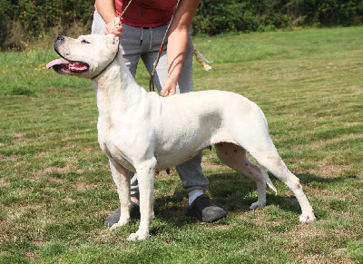 Étalon Dogo Argentino - Uzanfaya De La Notte Di Cane
