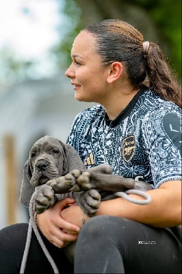 Étalon Dogue allemand - Amaya Des Terres De Phelyzia