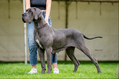 Étalon Dogue allemand - CH. Grazia modry efekt
