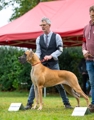 Étalon Dogue allemand - J.ch variation sur marilou Du Val De Celle