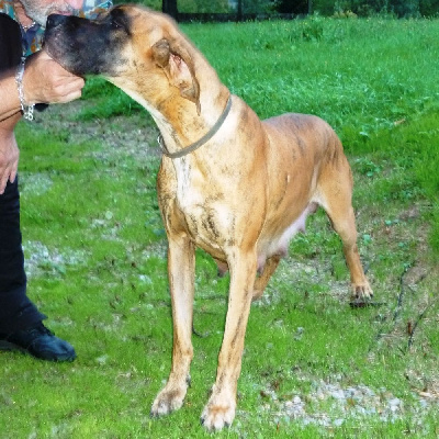 Étalon Dogue allemand - Pearl von Doggen Kaiser