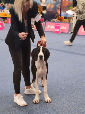 Étalon Dogue allemand - Arley-queen Du Phare Dunkerquois