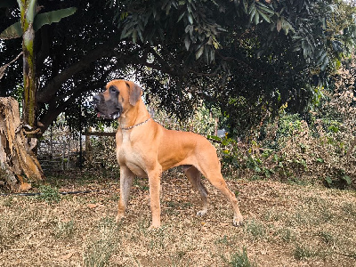 Étalon Dogue allemand - Simon de can alma