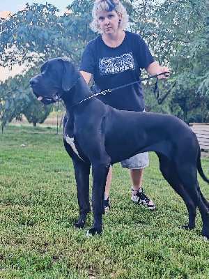 Étalon Dogue allemand - Very black dream Du Domaine D'Orthos