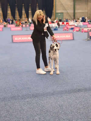 Étalon Dogue allemand - Altesse Du Phare Dunkerquois