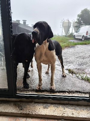 Étalon Dogue allemand - Unka Du Domaine De Thorgal