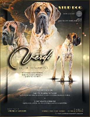 Verdi de la Benjamine